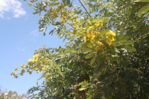 Flowers of Senna siamea.